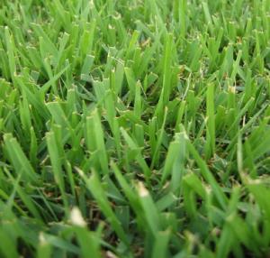 Our Frisco Sprinkler Repair team suggests planting buffalo grass to save on watering costs