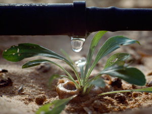 a drip irrigation system waters a seedling